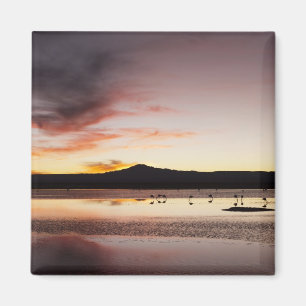 Chileense Flamingo Magneet