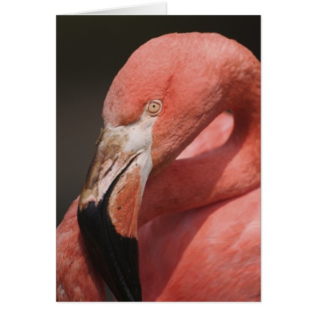 Chileense Flamingo, Phoenicopterus chilensis (Voorkant)