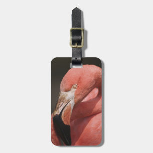 Chileense Flamingo, Phoenicopterus chilensis Bagagelabel