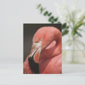 Chileense Flamingo, Phoenicopterus chilensis Briefkaart (Staand voorkant)
