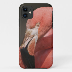 Chileense Flamingo, Phoenicopterus chilensis iPhone 11 Hoesje
