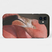 Chileense Flamingo, Phoenicopterus chilensis Case-Mate iPhone Case (Achterkant (horizontaal))