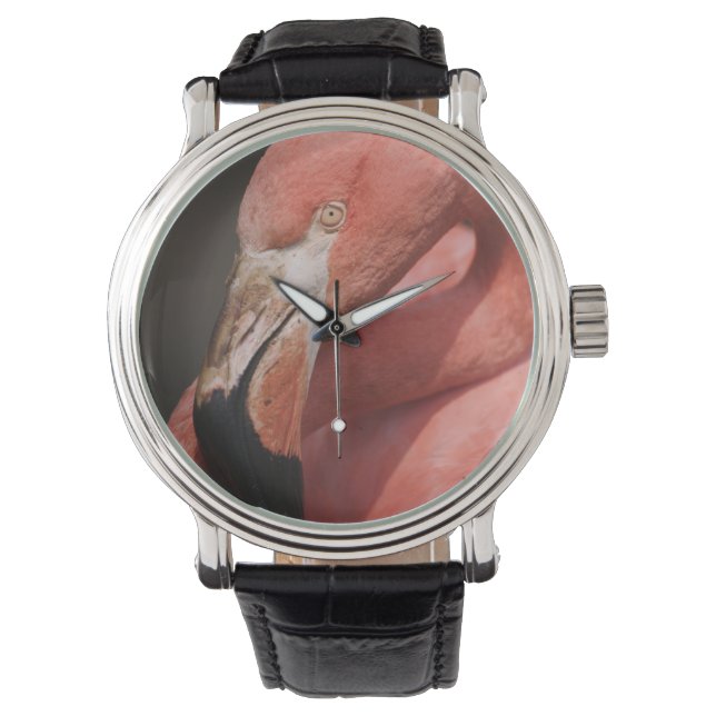 Chileense Flamingo, Phoenicopterus chilensis Horloge (Voorkant)