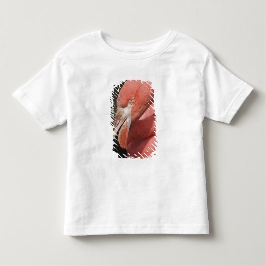 Chileense Flamingo, Phoenicopterus chilensis Kinder Shirts (Voorkant)