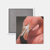 Chileense Flamingo, Phoenicopterus chilensis Magneet (Voorkant / Achterkant)