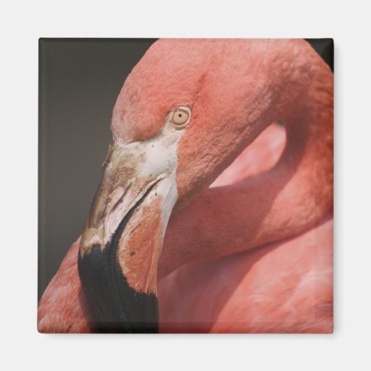 Chileense Flamingo, Phoenicopterus chilensis Magneet (Voorkant)