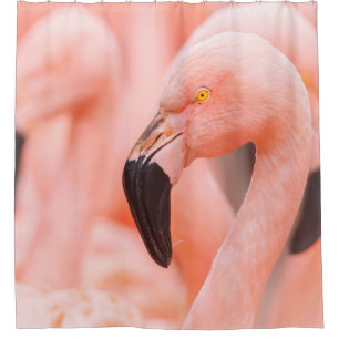Chileense flamingo (Phoenicopterus chilensis), met Douchegordijn