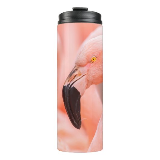 Chileense flamingo (Phoenicopterus chilensis), met Thermosbeker (Voorkant)