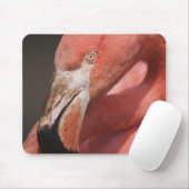 Chileense Flamingo, Phoenicopterus chilensis Muismat (Met muis)