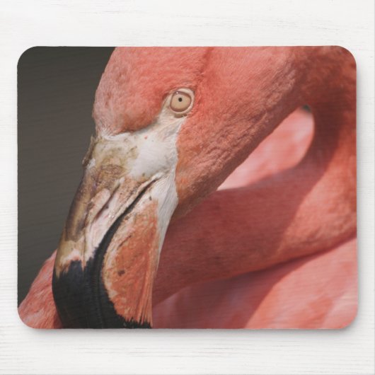 Chileense Flamingo, Phoenicopterus chilensis Muismat (Voorkant)