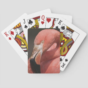 Chileense Flamingo, Phoenicopterus chilensis Pokerkaarten