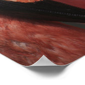 Chileense Flamingo, Phoenicopterus chilensis Poster (Hoek)