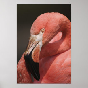 Chileense Flamingo, Phoenicopterus chilensis Poster