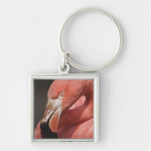 Chileense Flamingo, Phoenicopterus chilensis Sleutelhanger