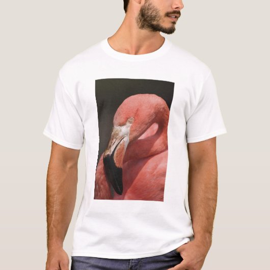 Chileense Flamingo, Phoenicopterus chilensis T-shirt (Voorkant)