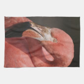 Chileense flamingo, Phoenicopterus chilensis Theedoek (Horizontaal)