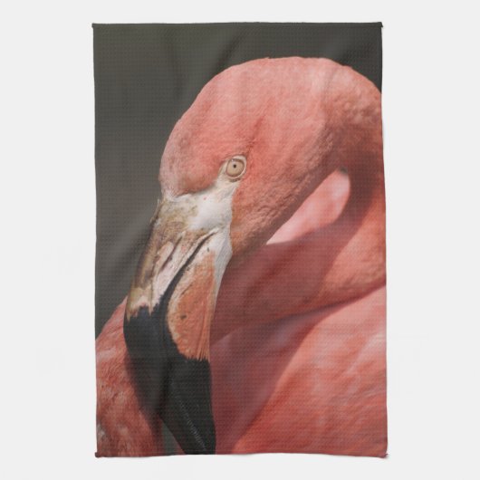 Chileense flamingo, Phoenicopterus chilensis Theedoek (Verticaal)