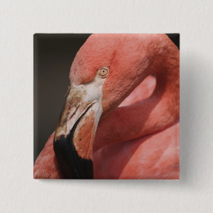Chileense Flamingo, Phoenicopterus chilensis Vierkante Button 5,1 Cm