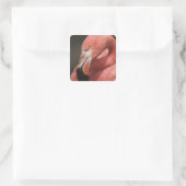 Chileense Flamingo, Phoenicopterus chilensis Vierkante Sticker (Tas)