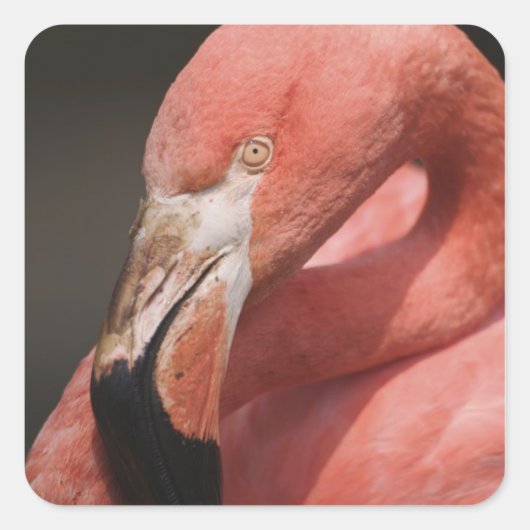 Chileense Flamingo, Phoenicopterus chilensis Vierkante Sticker (Voorkant)
