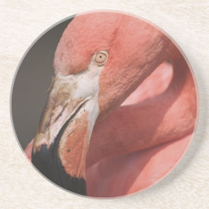 Chileense Flamingo, Phoenicopterus chilensis Zandsteen Onderzetter