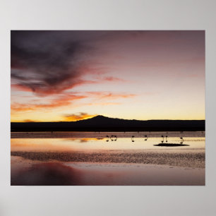 Chileense flamingo poster