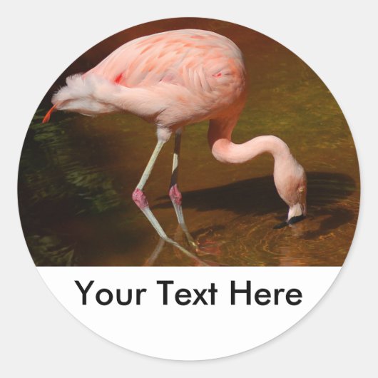 Chileense Flamingo Wildlife Ronde Sticker (Voorkant)