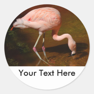 Chileense Flamingo Wildlife Ronde Sticker