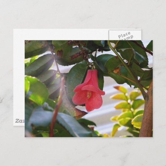 Chileense nationale ventilator briefkaart (Voorkant / Achterkant)