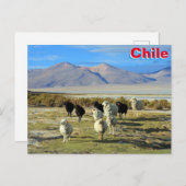 Chileense schapen briefkaart (Voorkant / Achterkant)