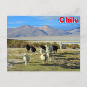 Chileense schapen briefkaart (Voorkant)