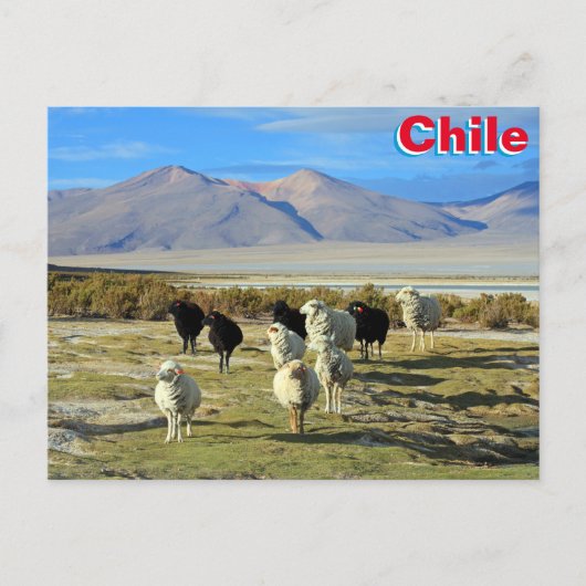 Chileense schapen briefkaart (Voorkant)