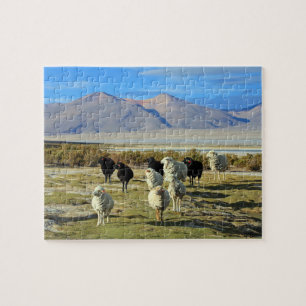 Chileense schapen legpuzzel