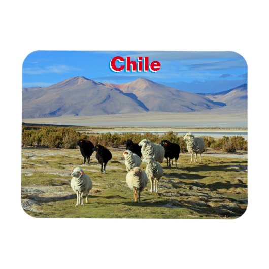 Chileense schapen magneet (Horizontaal)