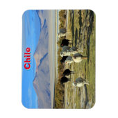 Chileense schapen magneet (Verticaal)