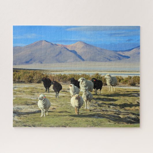Chileense schapen met 520 pc legpuzzel (Horizontaal)