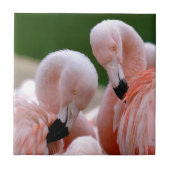 Chilensis flamingos tegeltje (Voorkant)