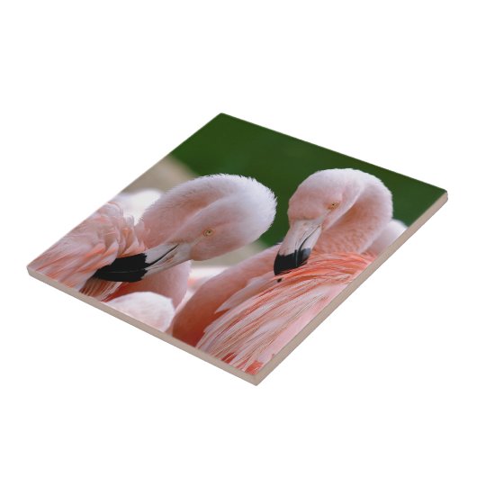 Chilensis flamingos tegeltje (Zijkant)