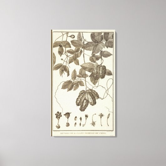 Chili 10 canvas afdruk (Voorkant)