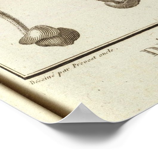 Chili 3 poster (Hoek)