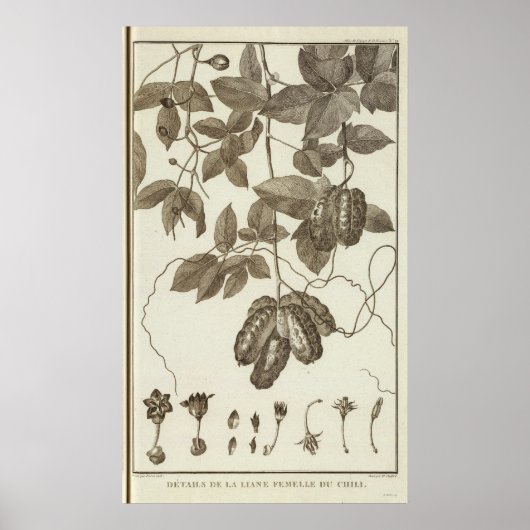 Chili 3 poster (Voorkant)