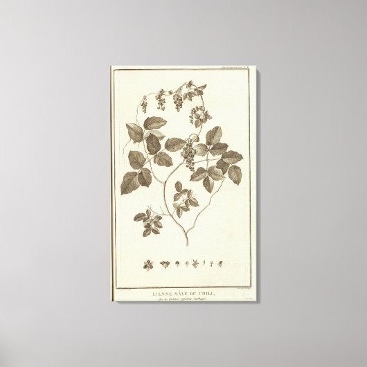 Chili 8 canvas afdruk (Voorkant)