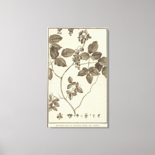 Chili 9 canvas afdruk (Voorkant)