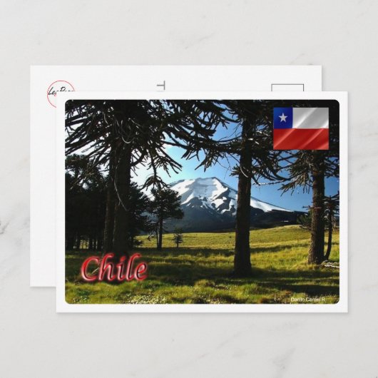 Chili - Araucarias - Briefkaart (Voorkant / Achterkant)