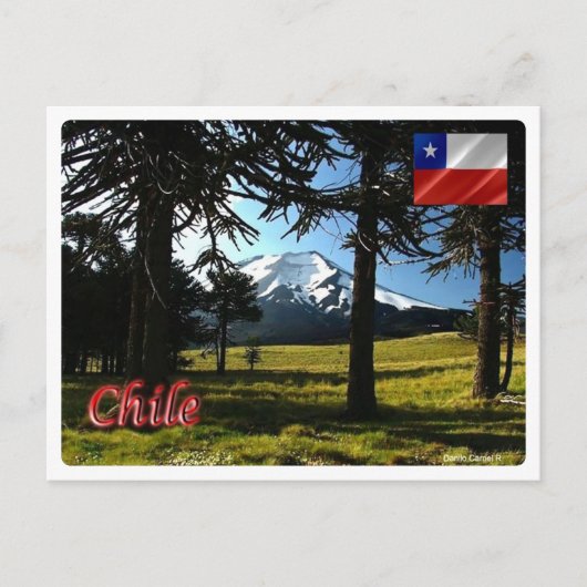 Chili - Araucarias - Briefkaart (Voorkant)