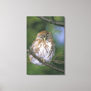 Chili, Aysen. Jonge Patagonische Dwerguil Canvas Afdruk
