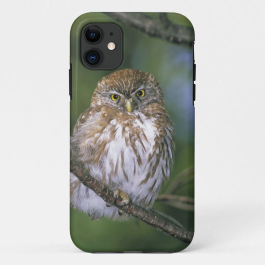Chili, Aysen. Juvenile Autral Pygmy Owl Case-Mate iPhone Case (Achterkant)