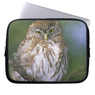 Chili, Aysen. Juvenile Autral Pygmy Owl Laptop Sleeve