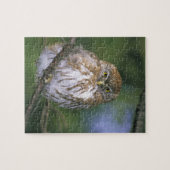 Chili, Aysen. Juvenile Autral Pygmy Owl Legpuzzel (Horizontaal)