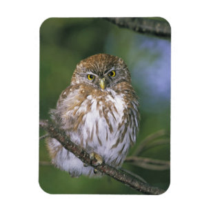 Chili, Aysen. Juvenile Autral Pygmy Owl Magneet